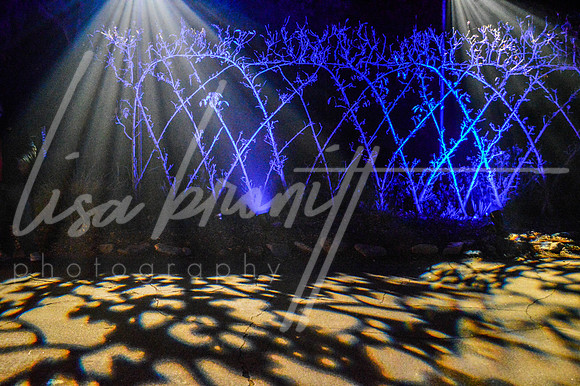 Enchanted Forest (nw)-11