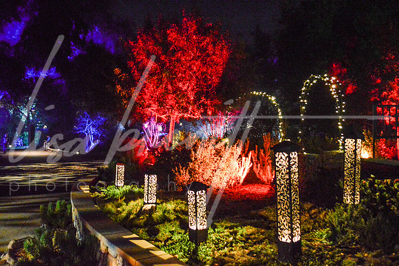 Enchanted Forest (nw)-12