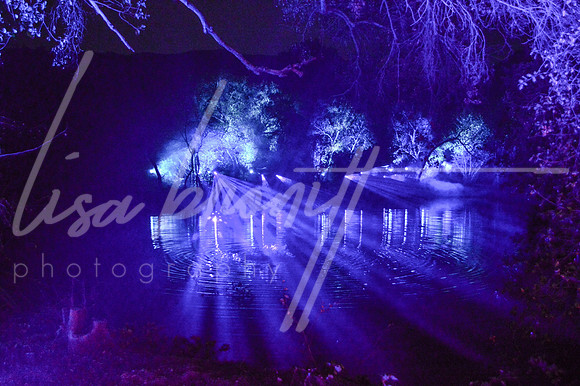 Enchanted Forest (nw)-120
