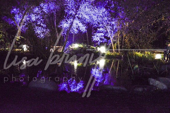 Enchanted Forest (nw)-142