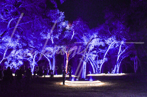Enchanted Forest (nw)-147