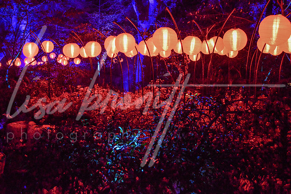 Enchanted Forest (nw)-232