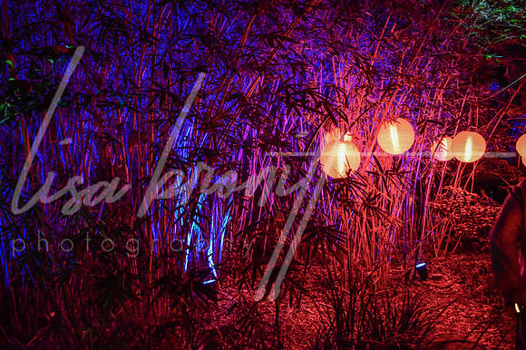 Enchanted Forest (nw)-241