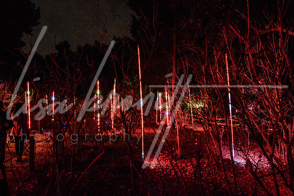 Enchanted Forest (nw)-293