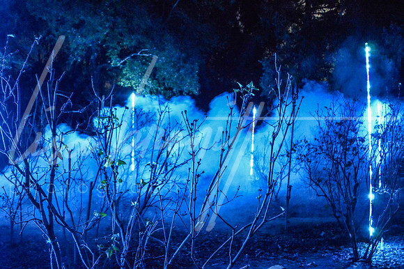 Enchanted Forest (nw)-294