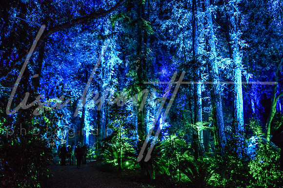 Enchanted Forest (nw)-305