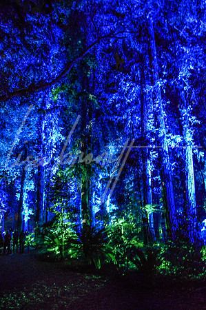 Enchanted Forest (nw)-306